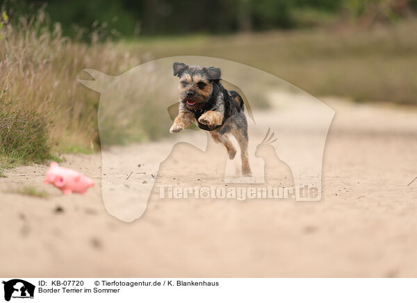 Border Terrier im Sommer / KB-07720
