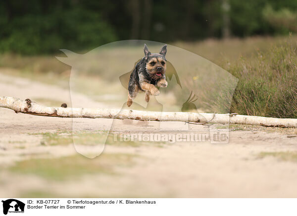 Border Terrier im Sommer / KB-07727