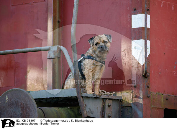 ausgewachsener Border Terrier / adult Border Terrier / KB-08367
