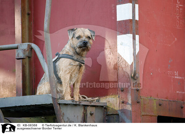 ausgewachsener Border Terrier / adult Border Terrier / KB-08368
