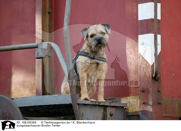ausgewachsener Border Terrier / adult Border Terrier / KB-08369