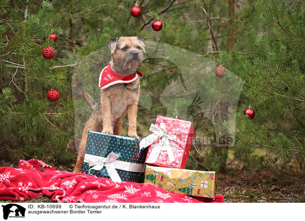 ausgewachsener Border Terrier / adult Border Terrier / KB-10699