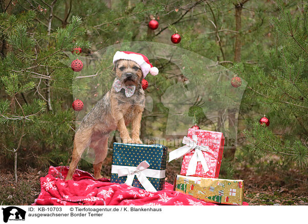 ausgewachsener Border Terrier / adult Border Terrier / KB-10703
