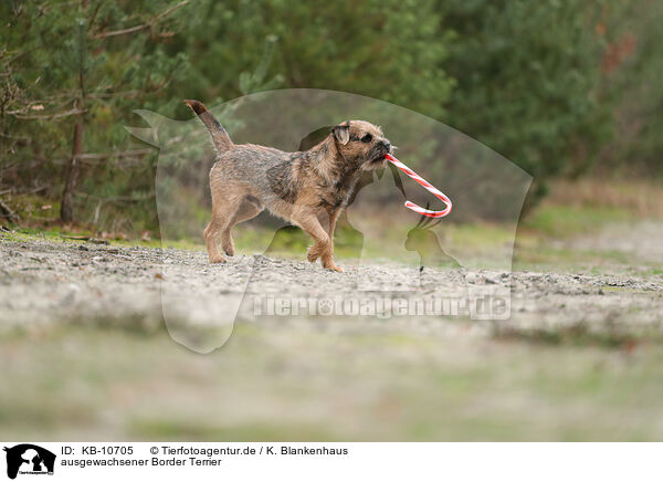 ausgewachsener Border Terrier / KB-10705