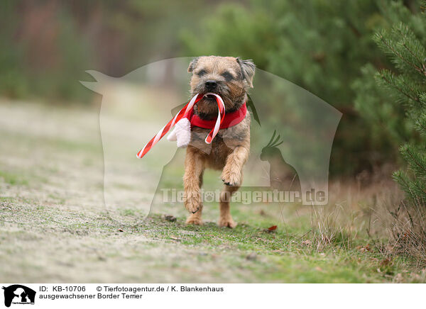 ausgewachsener Border Terrier / adult Border Terrier / KB-10706