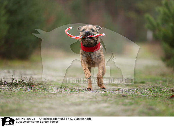 ausgewachsener Border Terrier / adult Border Terrier / KB-10708