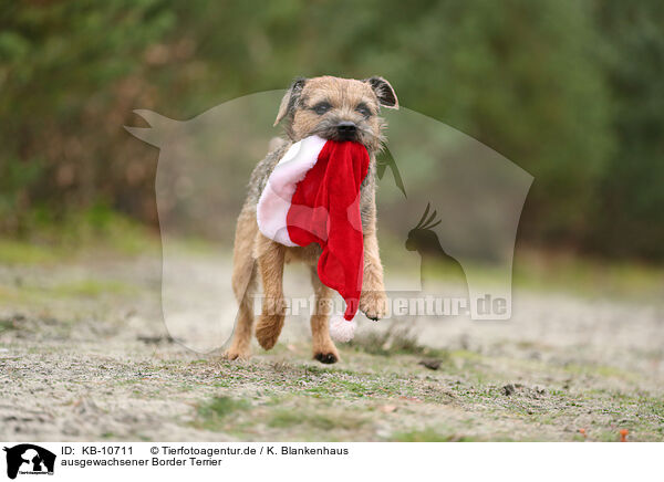 ausgewachsener Border Terrier / adult Border Terrier / KB-10711