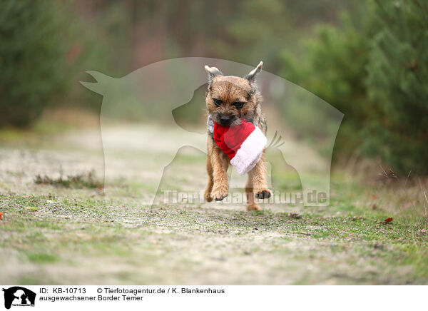 ausgewachsener Border Terrier / adult Border Terrier / KB-10713
