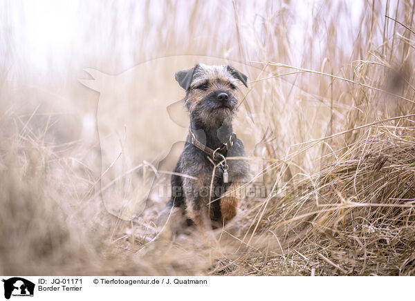 Border Terrier / JQ-01171