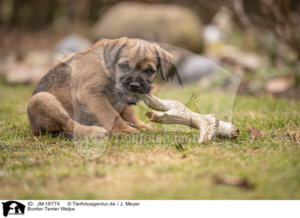 Border Terrier Welpe / JM-18774