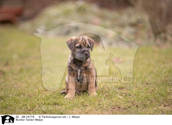 Border Terrier Welpe / JM-18778