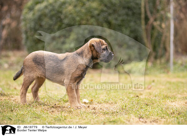 Border Terrier Welpe / JM-18779