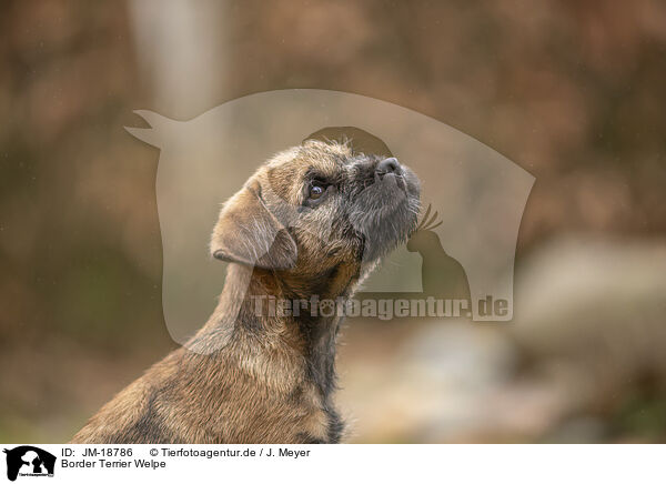 Border Terrier Welpe / JM-18786