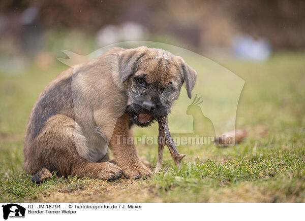 Border Terrier Welpe / JM-18794
