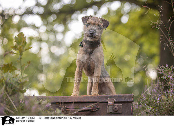 Border Terrier / Border Terrier / JM-19483