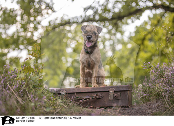 Border Terrier / Border Terrier / JM-19486