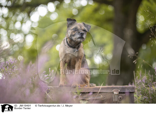 Border Terrier / Border Terrier / JM-19491
