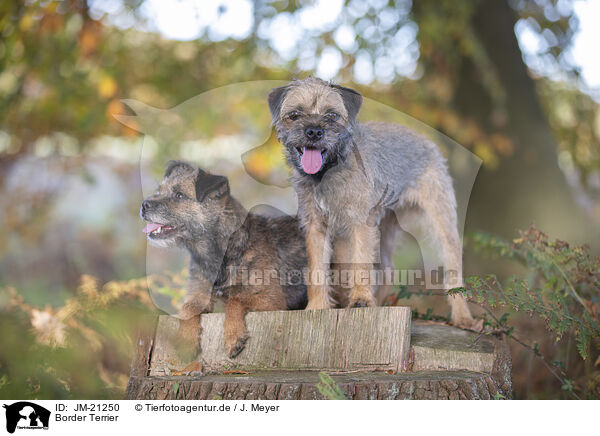 Border Terrier / Border Terrier / JM-21250