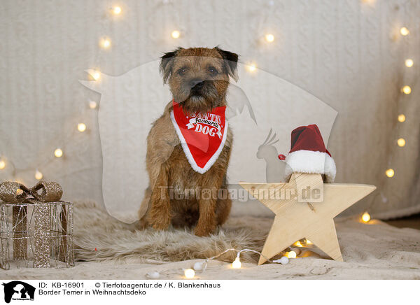 Border Terrier in Weihnachtsdeko / Border Terrier in christmas decoration / KB-16901