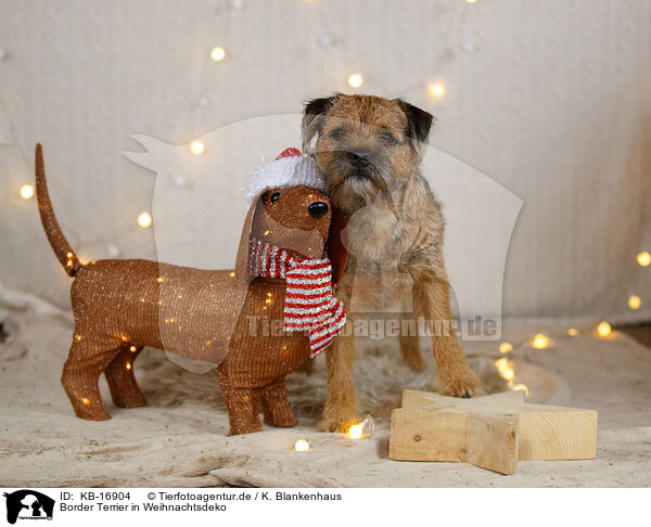 Border Terrier in Weihnachtsdeko / Border Terrier in christmas decoration / KB-16904