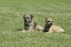 liegende Border Terrier