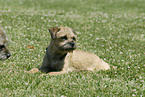 liegender Border Terrier