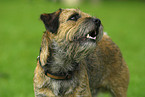 Border Terrier