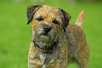 Border Terrier