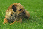 Border Terrier