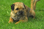 Border Terrier