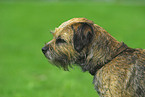 Border Terrier