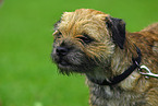 Border Terrier