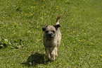 laufender Border Terrier