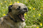 Border Terrier Portrait