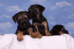 Border Terrier Welpen