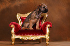 Border Terrier Welpe