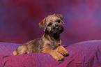 Border Terrier Welpe