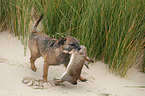 Border Terrier apportiert