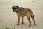 Border Terrier