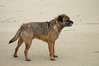 Border Terrier