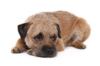 liegender Border Terrier