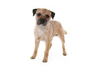 stehender Border Terrier