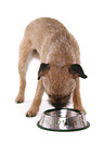 stehender Border Terrier