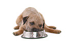 liegender Border Terrier