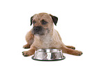 liegender Border Terrier