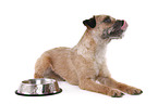 liegender Border Terrier