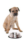 sitzender Border Terrier