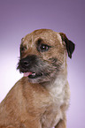 Border Terrier Portrait