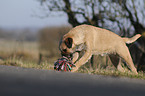 spielender Border Terrier