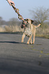 spielender Border Terrier